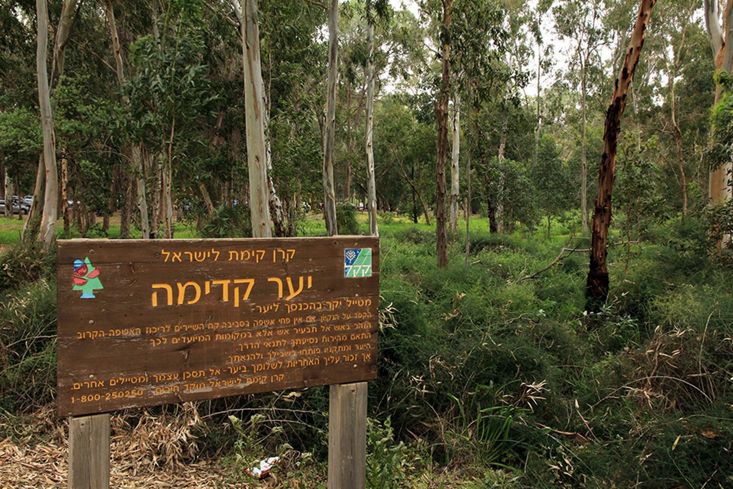 יער קדימה