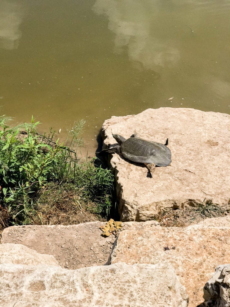 NAHAL ALEXANDER - NATIONAL PARK, SEA TURTLES PARK