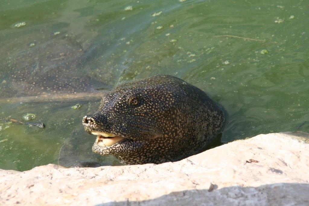 NAHAL ALEXANDER - NATIONAL PARK, SEA TURTLES PARK