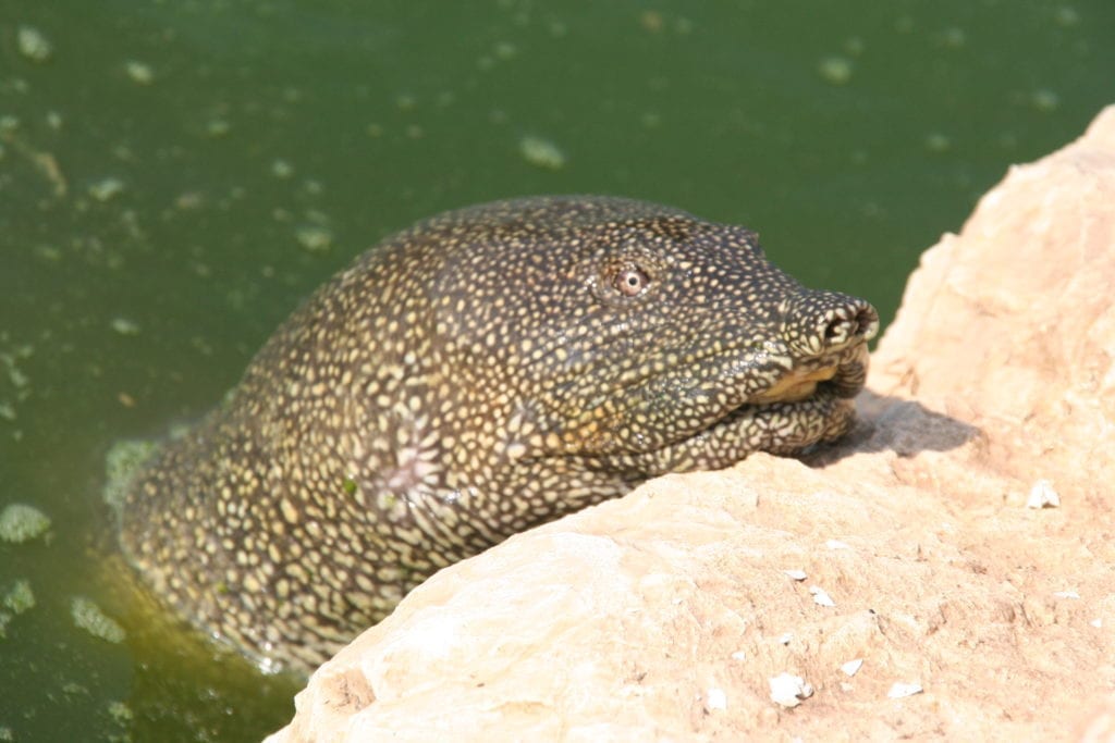 NAHAL ALEXANDER - NATIONAL PARK, SEA TURTLES PARK