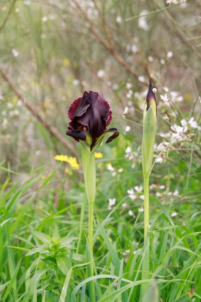 Coastal Iris At Nahal Poleg Nature Reserve In Netanya