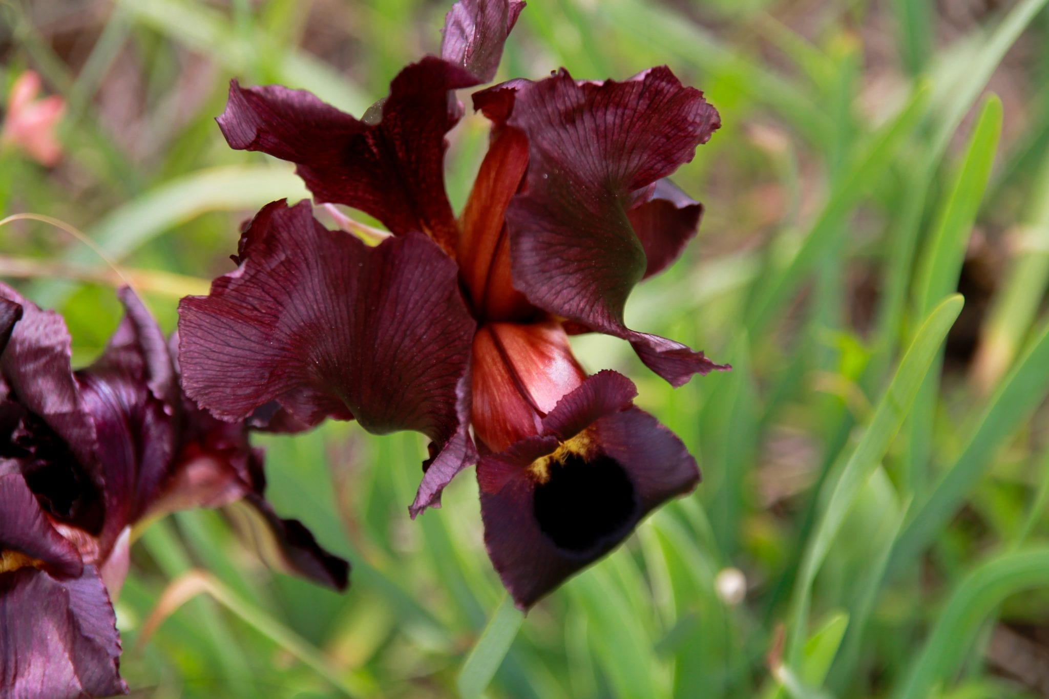 Iris Reserve