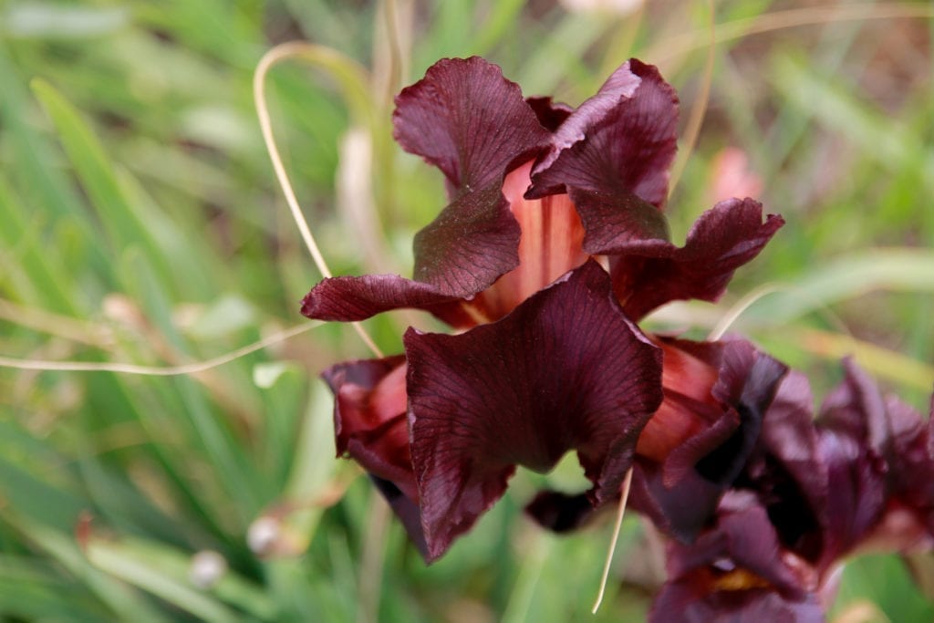 Coastal Iris At Nahal Poleg Nature Reserve In Netanya