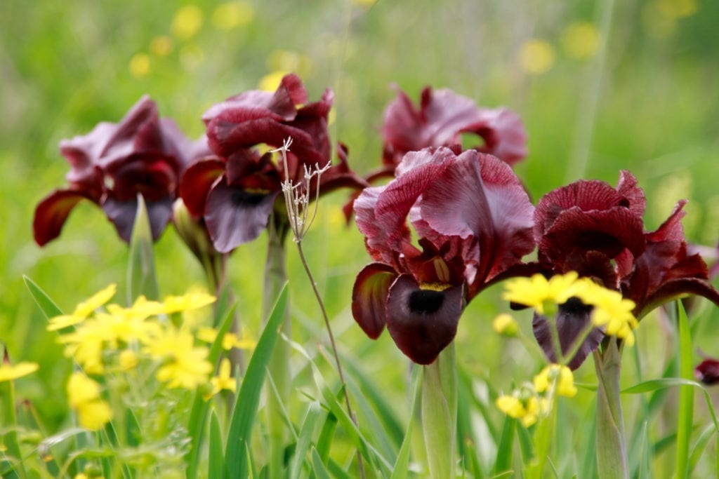 Coastal Iris At Nahal Poleg Nature Reserve In Netanya