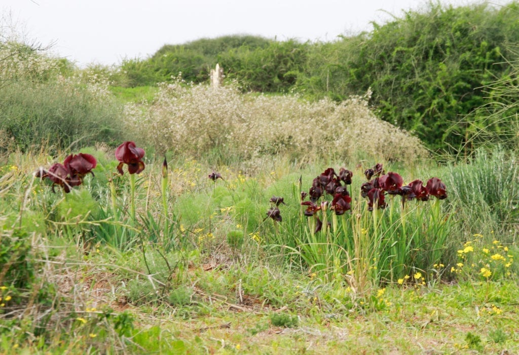 Coastal Iris At Nahal Poleg Nature Reserve In Netanya
