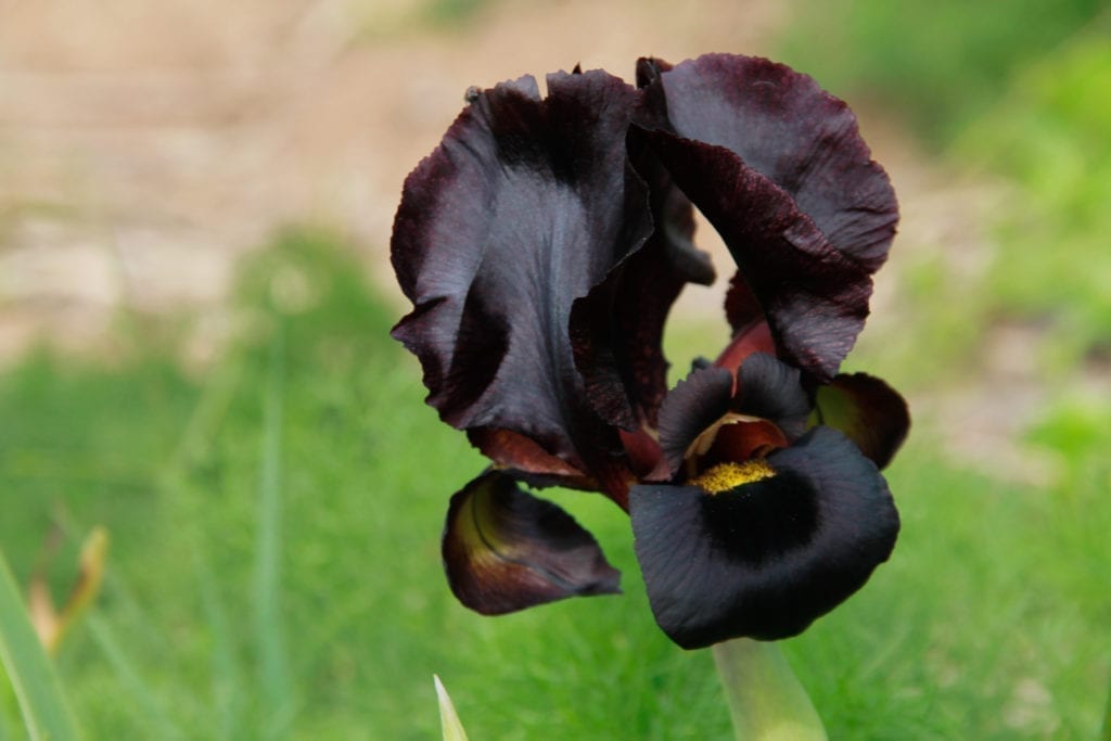 Coastal Iris At Nahal Poleg Nature Reserve In Netanya