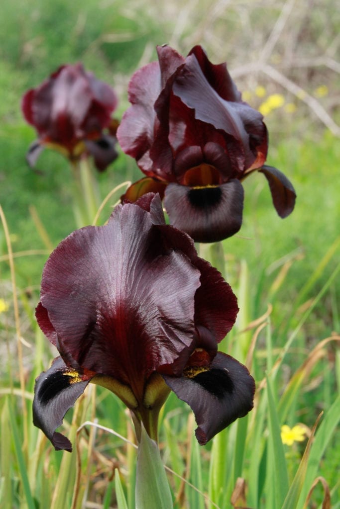 Coastal Iris At Nahal Poleg Nature Reserve In Netanya