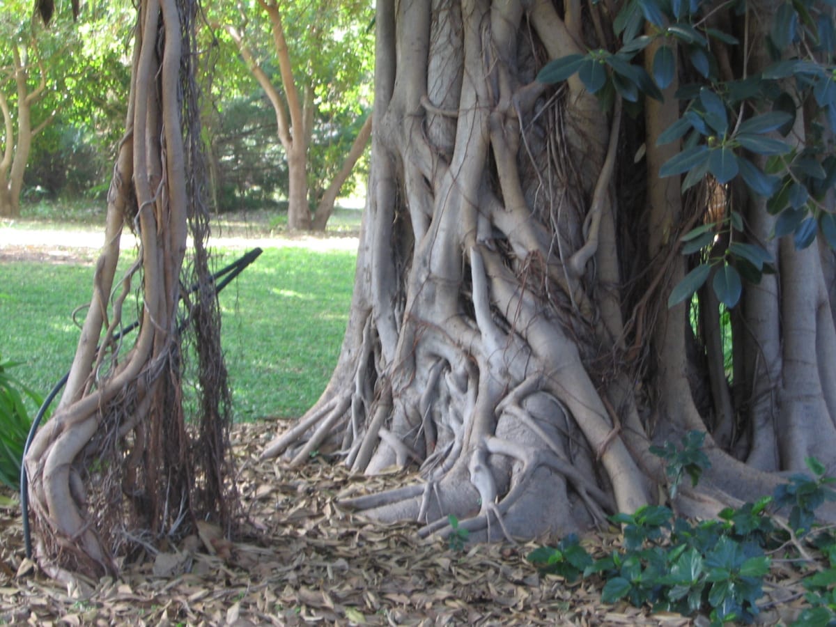 Jardin Botanique