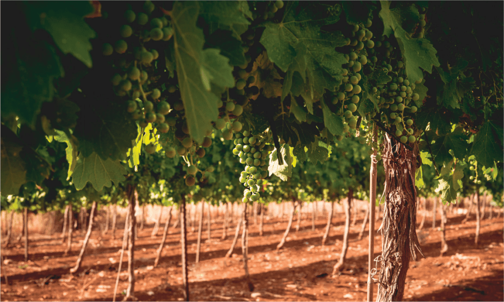 Rekanati Winery