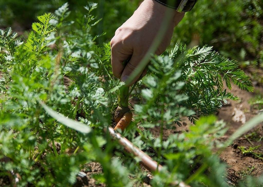 Halbrecht farm food garden