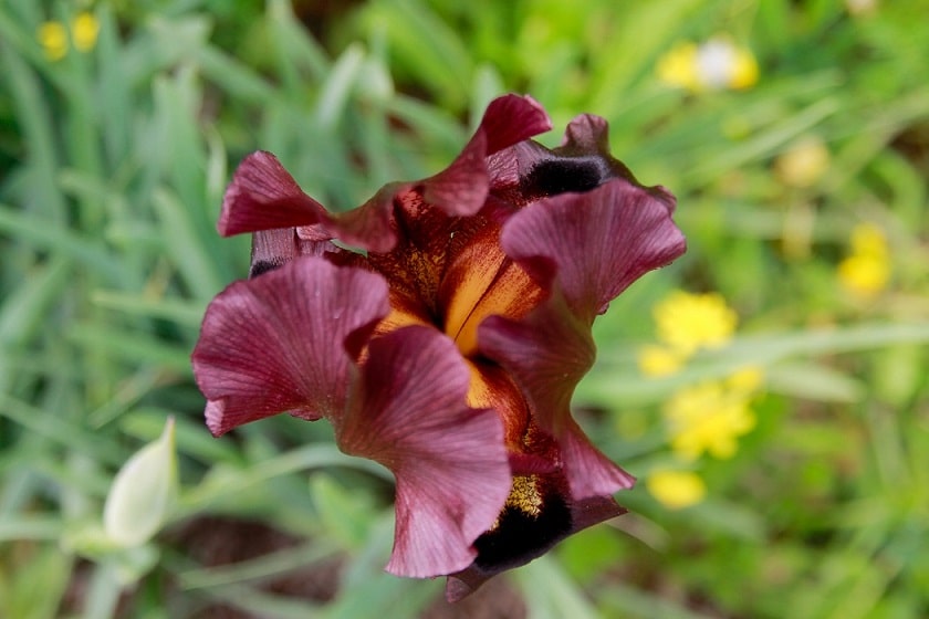 IrisReserve